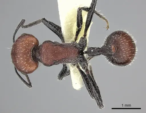 Pogonomyrmex longibarbis - CASENT0249056