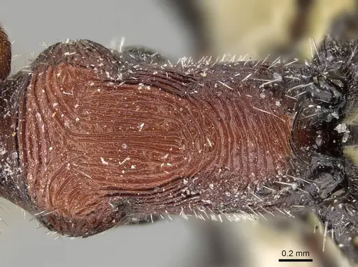 Pogonomyrmex longibarbis - CASENT0249056