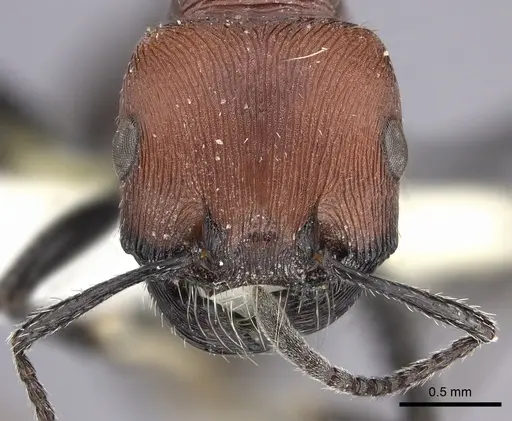 Pogonomyrmex longibarbis - CASENT0249056