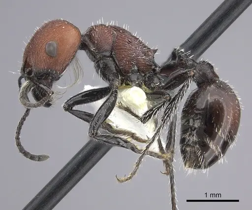 Pogonomyrmex longibarbis - CASENT0249056