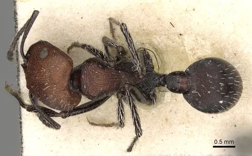 Pogonomyrmex longibarbis - CASENT0281103