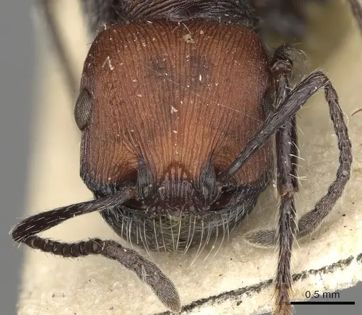Pogonomyrmex longibarbis - CASENT0281103