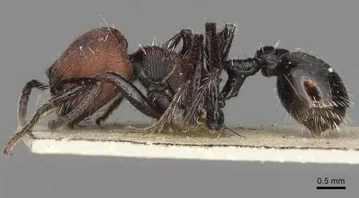 Pogonomyrmex longibarbis - CASENT0281103