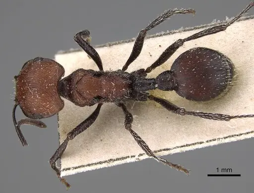 Pogonomyrmex longibarbis - CASENT0914115