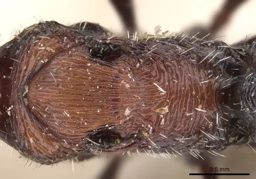 Pogonomyrmex longibarbis - CASENT0914115