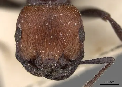 Pogonomyrmex longibarbis - CASENT0914115