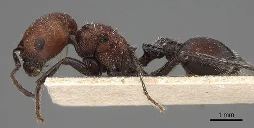 Pogonomyrmex longibarbis - CASENT0914115