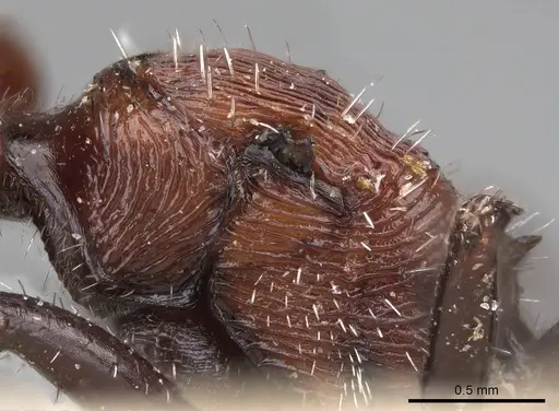 Pogonomyrmex longibarbis - CASENT0914115