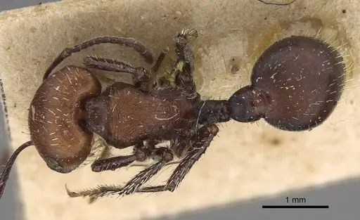 Pogonomyrmex longibarbis - CASENT0914116