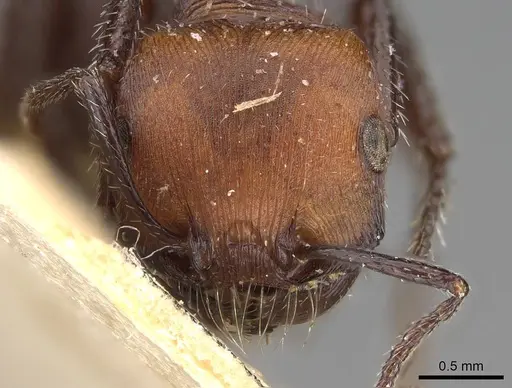 Pogonomyrmex longibarbis - CASENT0914116