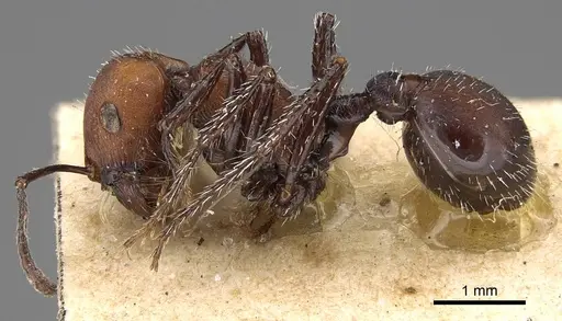 Pogonomyrmex longibarbis - CASENT0914116