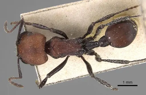 Pogonomyrmex longibarbis - CASENT0914117