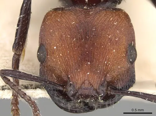 Pogonomyrmex longibarbis - CASENT0914117