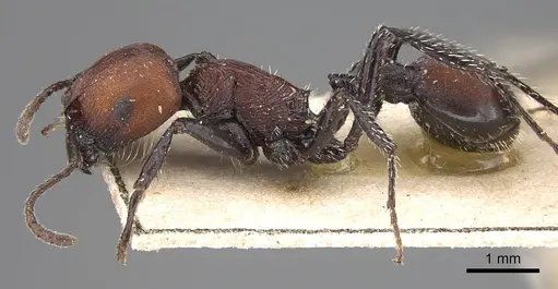 Pogonomyrmex longibarbis - CASENT0914117