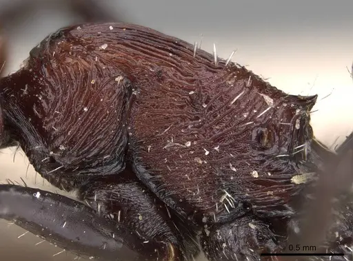 Pogonomyrmex longibarbis - CASENT0914117