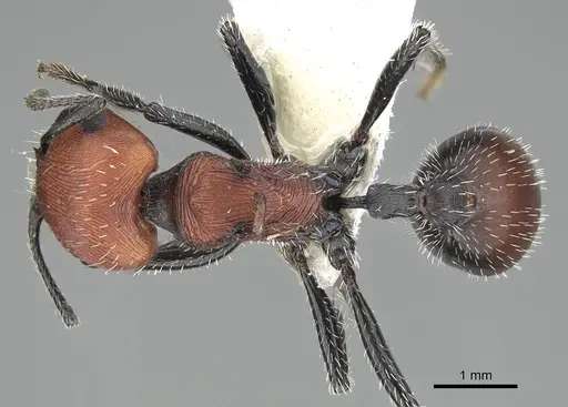 Pogonomyrmex longibarbis - CASENT0922099