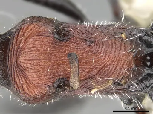 Pogonomyrmex longibarbis - CASENT0922099