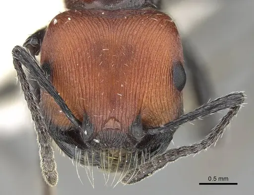Pogonomyrmex longibarbis - CASENT0922099