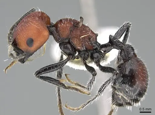 Pogonomyrmex longibarbis - CASENT0922099