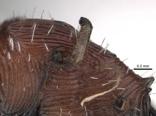 Pogonomyrmex longibarbis - CASENT0922099