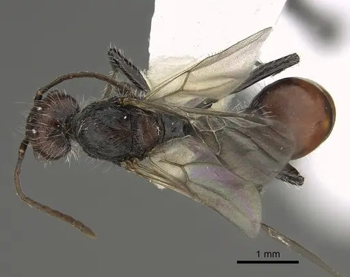 Pogonomyrmex longibarbis - CASENT0923348