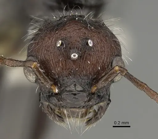 Pogonomyrmex longibarbis - CASENT0923348