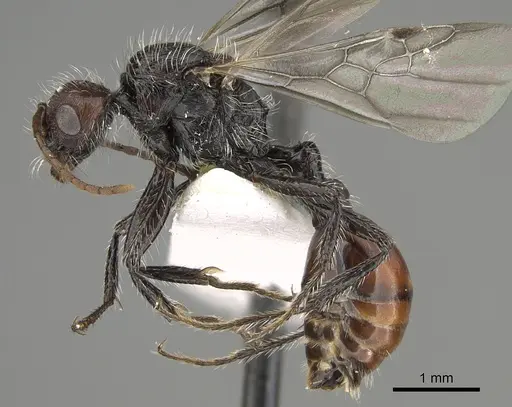 Pogonomyrmex longibarbis - CASENT0923348