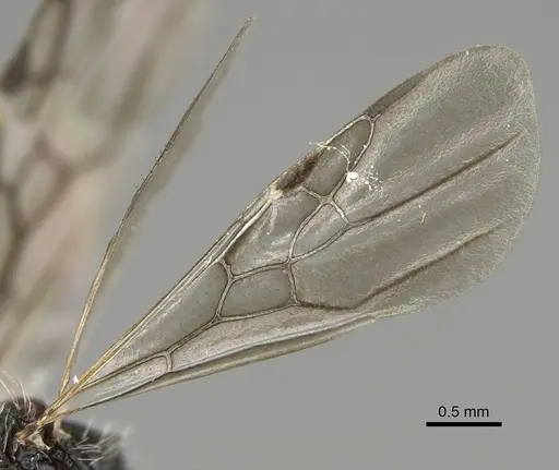 Pogonomyrmex longibarbis - CASENT0923348