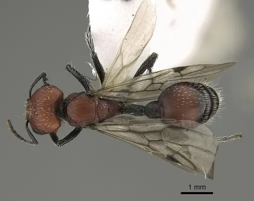 Pogonomyrmex longibarbis - CASENT0923349