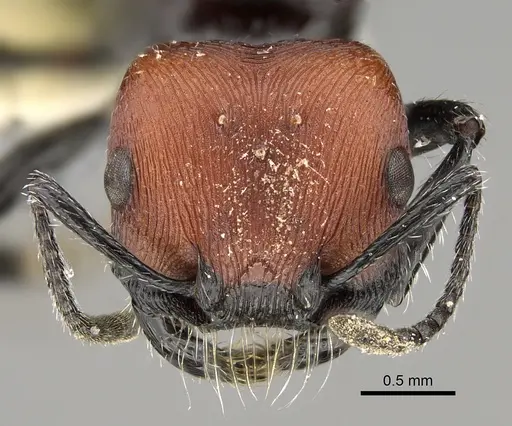 Pogonomyrmex longibarbis - CASENT0923349