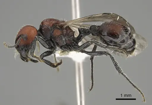 Pogonomyrmex longibarbis - CASENT0923349
