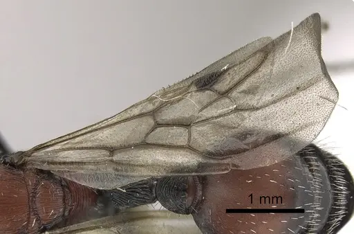 Pogonomyrmex longibarbis - CASENT0923349