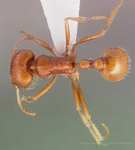 Pogonomyrmex magnacanthus specimen