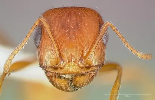 Pogonomyrmex magnacanthus specimen