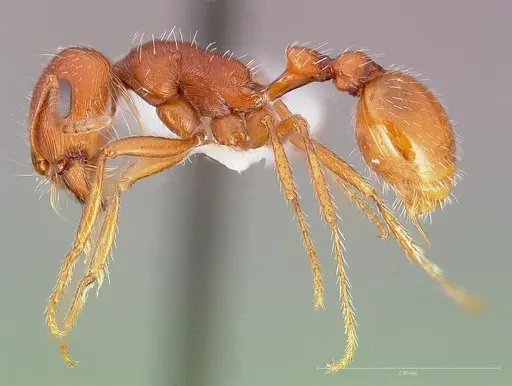 Pogonomyrmex magnacanthus specimen