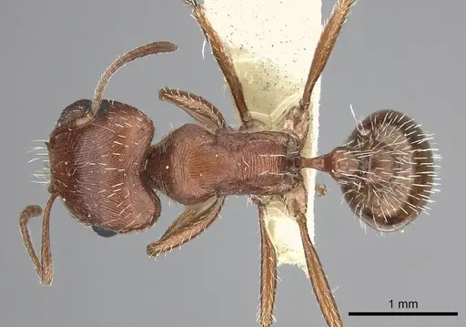 Pogonomyrmex magnacanthus - CASENT0217262