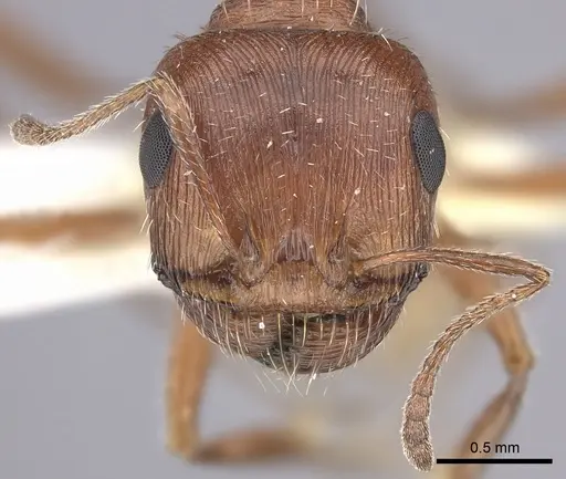 Pogonomyrmex magnacanthus - CASENT0217262