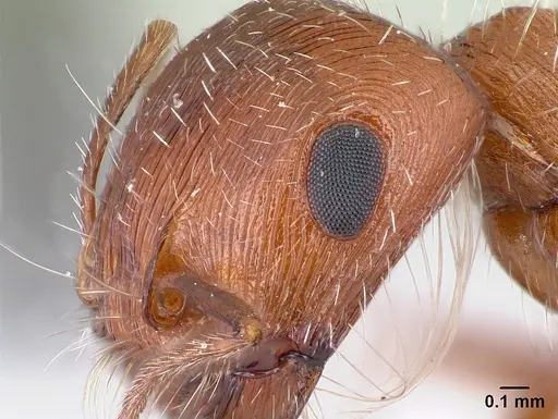 Pogonomyrmex magnacanthus - CASENT0217262