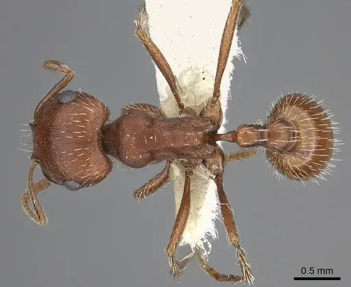 Pogonomyrmex magnacanthus - CASENT0217263