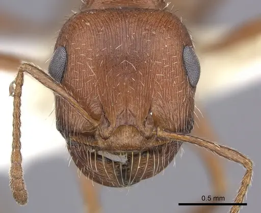 Pogonomyrmex magnacanthus - CASENT0217263