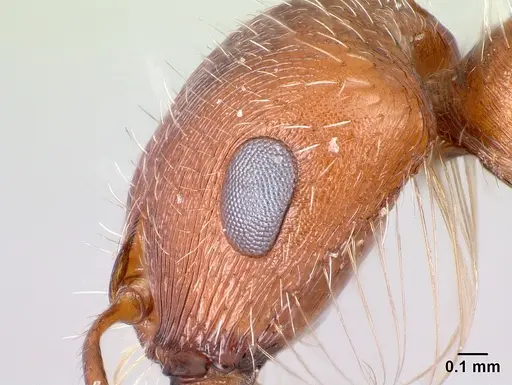 Pogonomyrmex magnacanthus - CASENT0217263