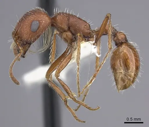 Pogonomyrmex magnacanthus - CASENT0217263