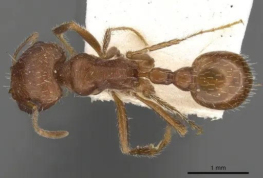Pogonomyrmex magnacanthus - CASENT0900379