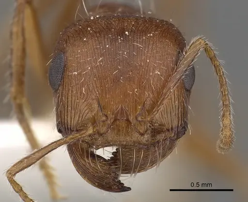Pogonomyrmex magnacanthus - CASENT0900379