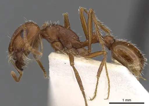 Pogonomyrmex magnacanthus - CASENT0900379