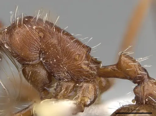 Pogonomyrmex magnacanthus - CASENT0914102