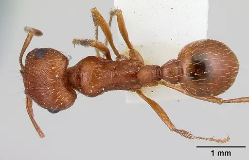 Pogonomyrmex magnacanthus - LACMENT164555