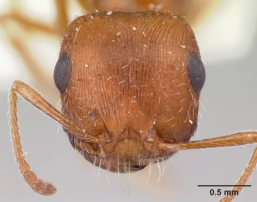 Pogonomyrmex magnacanthus - LACMENT164555