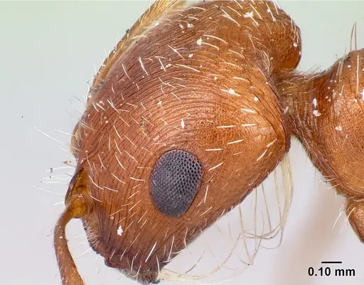 Pogonomyrmex magnacanthus - LACMENT164555