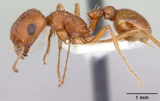 Pogonomyrmex magnacanthus - LACMENT164555